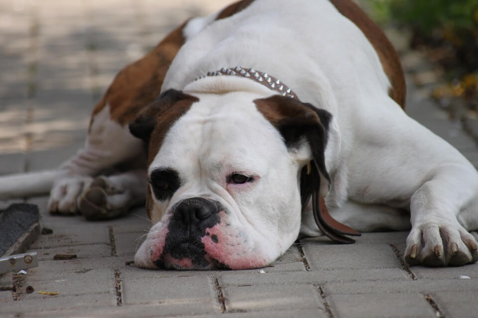 Lazy Exhausted Chill Out Dog Relax Rest Boxer 407605